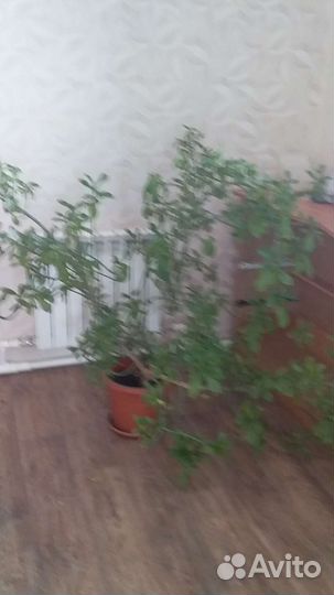 Разные цветы