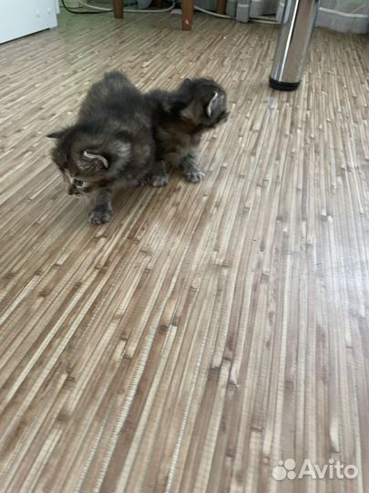 Котята курильский бобтейл