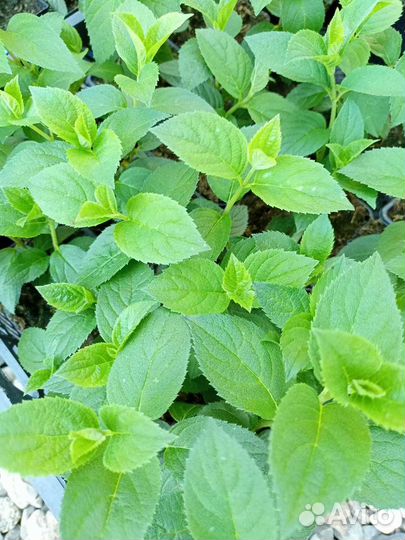 Гортензии метельчатые, есть Самарская Лидия