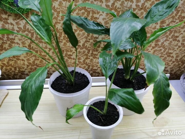 Спатифиллум, молочай треугольный детки и взрослые