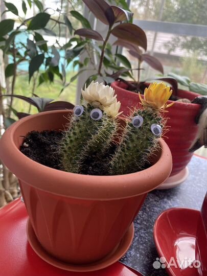 Кактусы и суккуленты