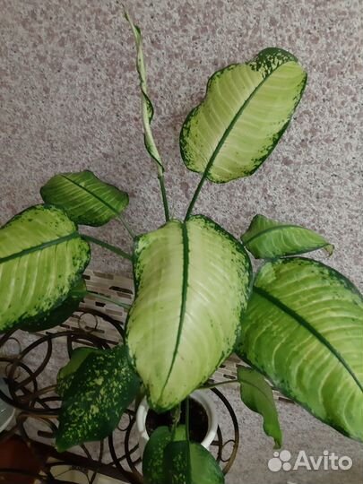 Диффенбахия, хлорофитум