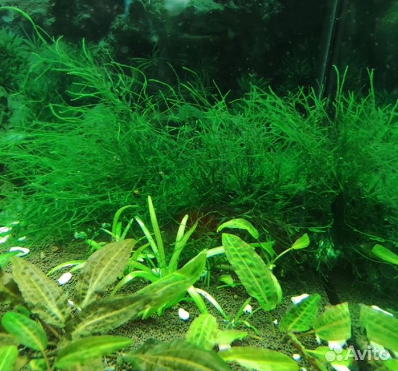 Аквариумное растение яванский мох