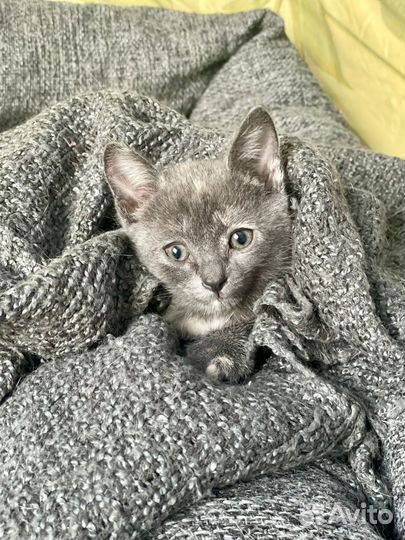 Девочка, 1,5 месяца