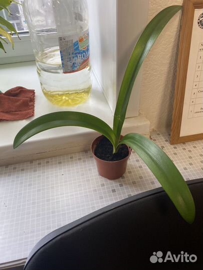 Гиппиаструм