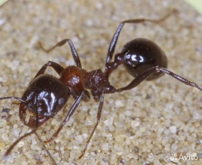 Муравьи разных видов (lasius,messor)