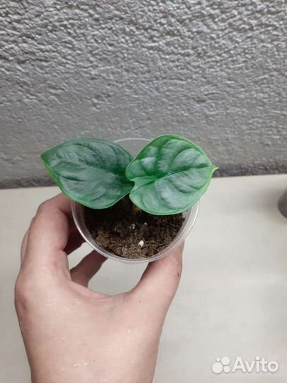 Алоказии Сильвер дракон, кукулата и Полли