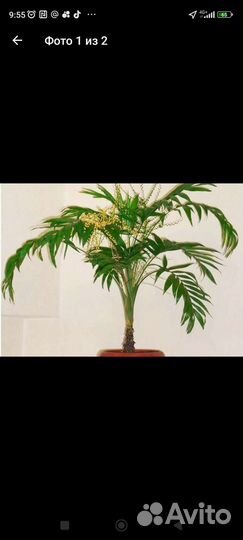 Пальма Хамедорея