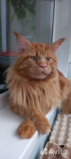 Мейн-кун вязка