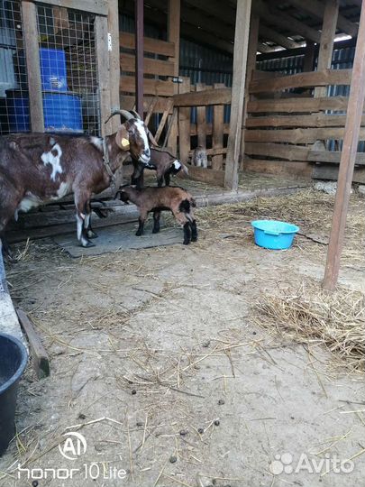 Нубийские козы