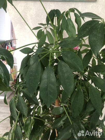 Комнатные цветы шефлера