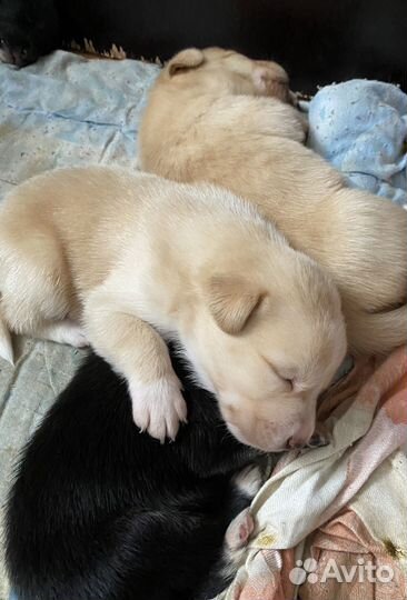 Продам щенков