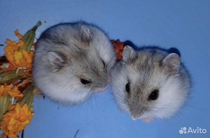 Маленькие джунгарские хомячки