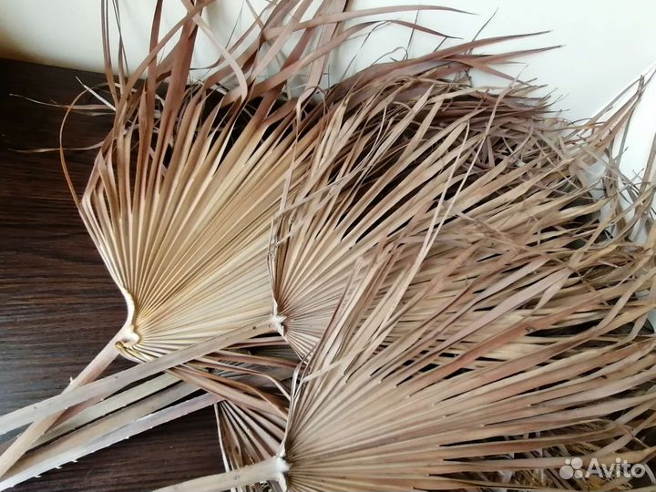 Листья пальмы