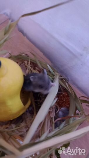 Джунгарский хомяк