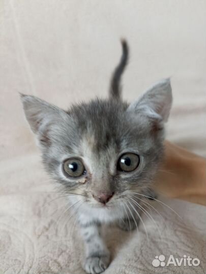 Малыши ищут родителей