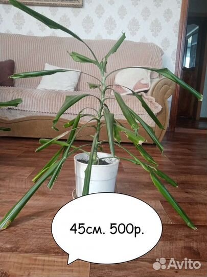 Пальма драцена