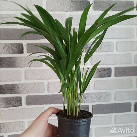 Пальма арека