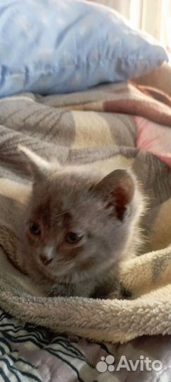 Шотландские вислоухие котята