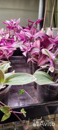 Традесканция