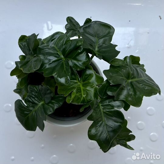 Филодендрон Атом