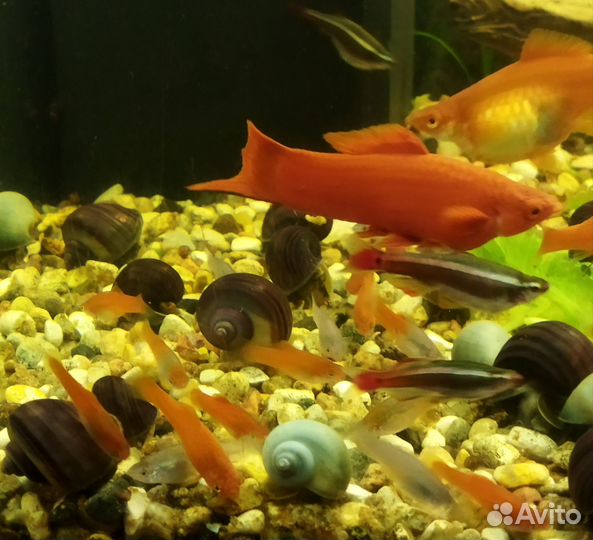 Мальки молинезии, улитки ампулярии