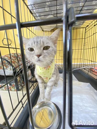 Кастрация,Стерилизация,Вакцинация кошек и собак