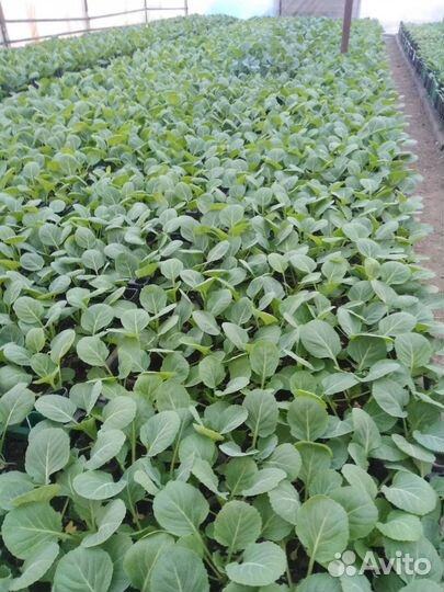 Продам рассаду капусты