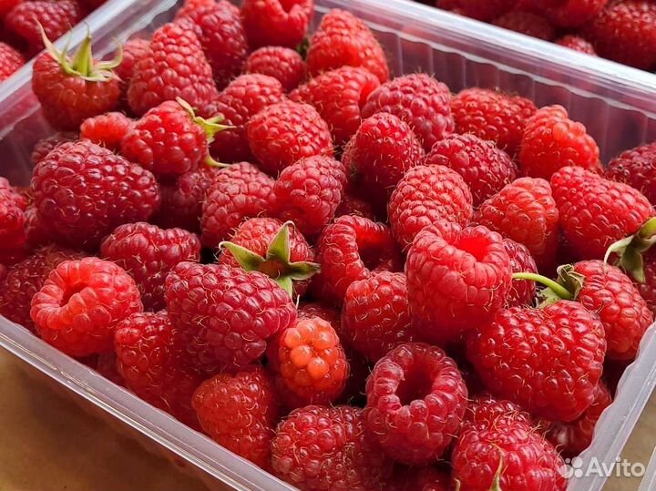 Черника, клубника