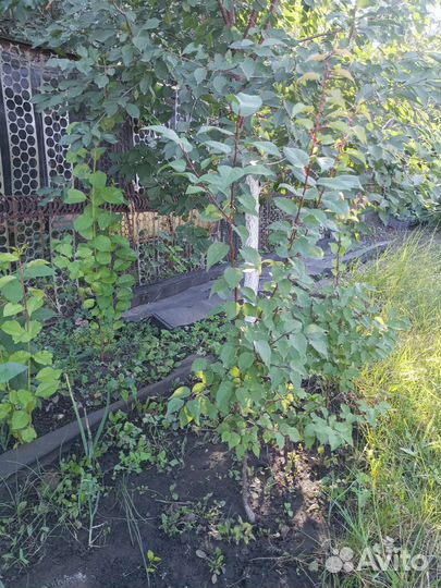 Саженцы абрикосов