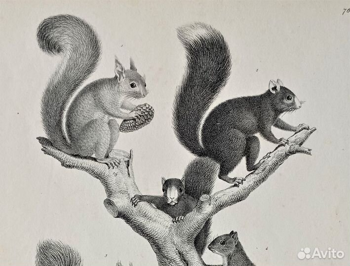 Гравюры и Литографии Подборка Животные Рыбы 18-19в