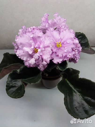 Фиалки сортовые детки