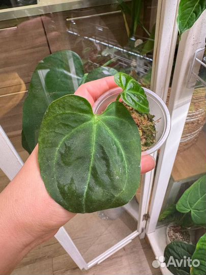 Антуриум Rum