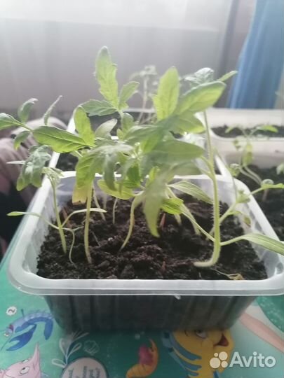 Рассада помидор