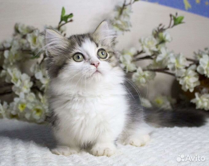 Котята манчкин