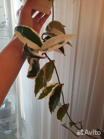 Хойя и дисхидии