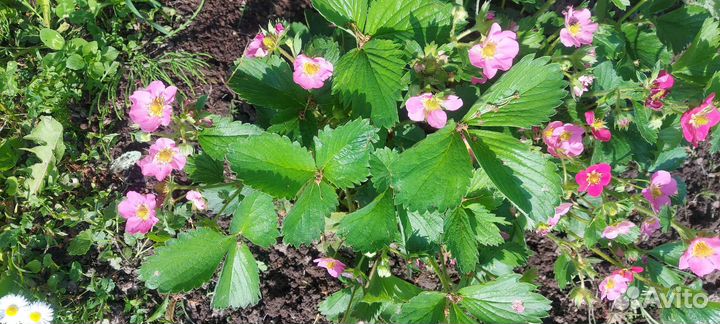 Кусты клубники,2шт,ремонтантная,безусая