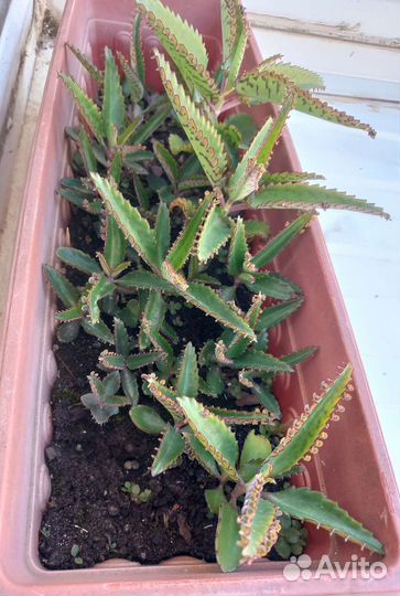 Каланхоэ лечебное