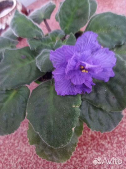 Листочки фиалок сортовых