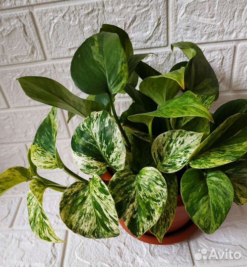 Сциндапсус Эпипремнум