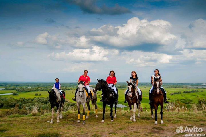 Лошади для фотосессий