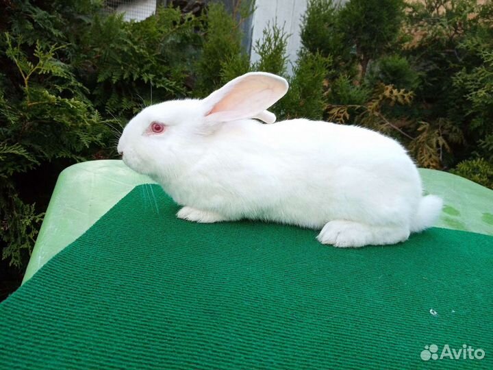 Белый паннон