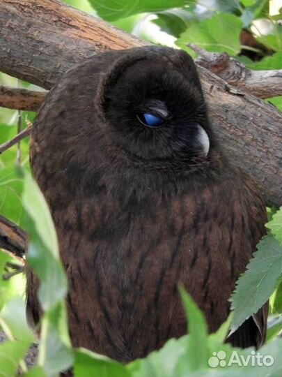 Ручные выкормыши птицы