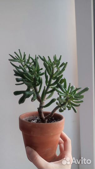 Крассула хоббит