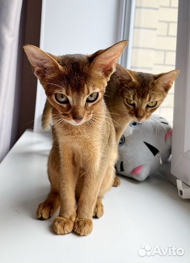 Абиссинский котенок