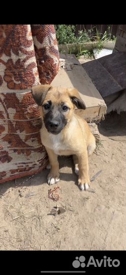 Щенки бесплатно