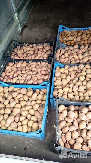 Семенной картофель