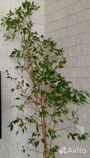 Фикус бенджамина 2м