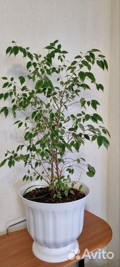 Фикус Бенджамина и Гибискус- китайская роза