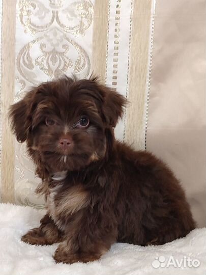 Йорики мальчики Шоколадные зайчики